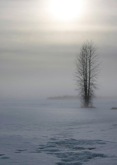 Fototapeta na wymiar landscape with fog and trees in winter