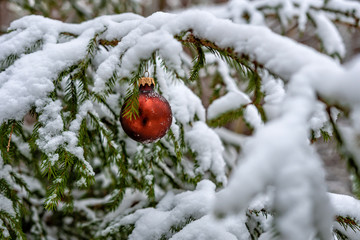 Red Christmas Ball on the snow covered Fir Branch