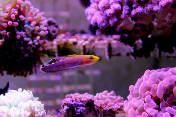 Court Jester Goby
(Koumansetta rainfordi)
