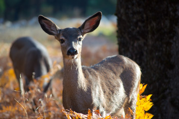 deer close up in the woods