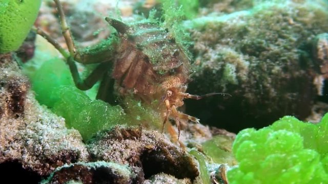 Close-up Acanthogammarus crayfish underwater Lake Baikal.