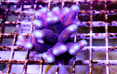 Purple Stylophora Coral   (Stylophora pistillata)  © Kolevski.V
