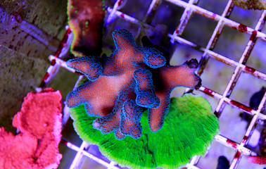 Green/Blue Polyp Pink Stylophora Coral