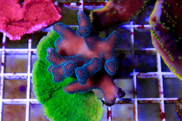 Green/Blue Polyp Pink Stylophora Coral © Kolevski.V