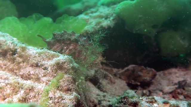 Close-up Acanthogammarus crayfish underwater Lake Baikal.