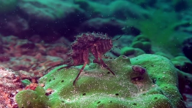 Endemic crayfish Acanthogammarus on green sea sponge underwater Lake Baikal.