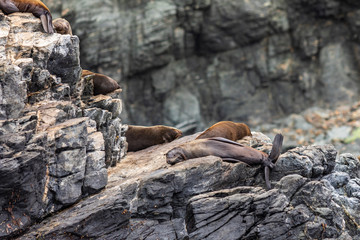 Chanaral Island at Chanaral de Aceituno in Atacama Desert, Chile, is an amazing place for seeing wildlife like the South American Fur Seal, a nice sea lion. Nature and sea life on a wild environment.