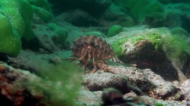 Close-up Acanthogammarus crayfish underwater Lake Baikal.