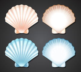 Set of scallop seashell