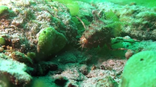 Crayfish in green sea goo slime Spirogyra and Stigeoclonium underwater Baikal.