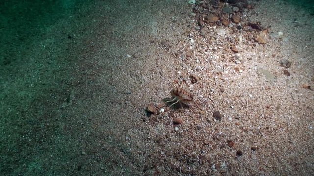 Crustacean crayfish Acanthogammarus on sandy bottom underwater Lake Baikal.