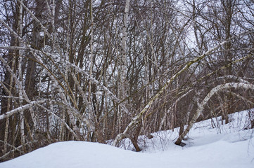 Birch grove in winter. Curved trees from the weather. Forest thicket of trees and shrubs. Cloudy day Ukraine Kiev region.