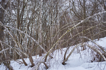 Birch grove in winter. Curved trees from the weather. Forest thicket of trees and shrubs. Cloudy day Ukraine Kiev region.