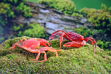 Red land crab (Phricotelphusa limula)(Male) , One of world most beautiful fresh water crabs, It’s native only in Phuket island, Thailand. It’s also known as Fire-Red crabs or waterfalls crab.Very rare