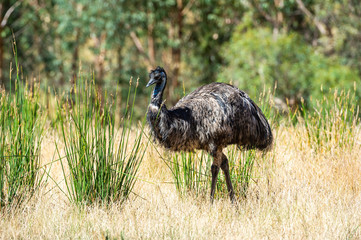 Australia Wild Emu