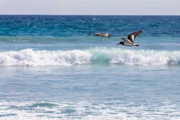 Amazing American oystercatcher (Pilpilen Comun, Haematopus palliatus) flying in the Atacama Desert ...