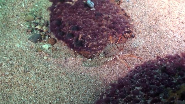 Close-up crayfish Acanthogammarus on sandy bottom underwater Lake Baikal.