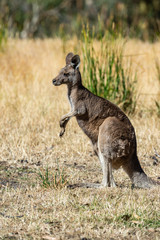 Grey kangaroo © Ilya Postnikov