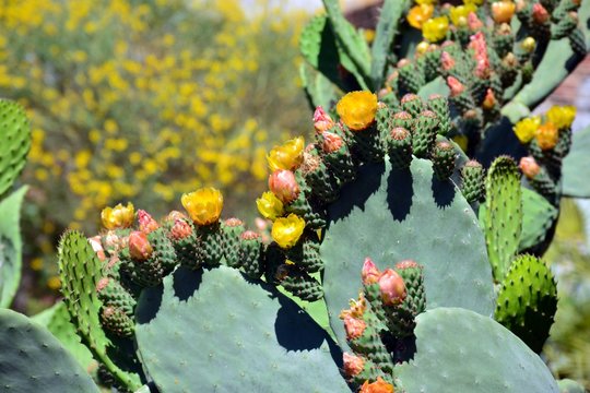 Las flores  de la chumbera