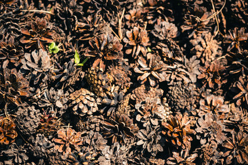 Heap of pine cones close up. Natural background of pine-cones on ground in macro. Texture of many fallen cones.
