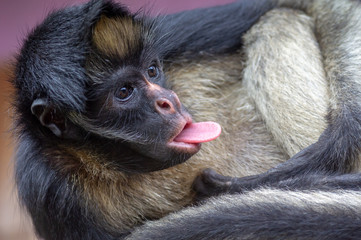 śmieszna małpa pokazuje język. Małpa z dżungli amazońskiej SONY DSC