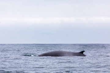 Fototapeta premium Fin whales swimming in the waters of the Pacific Ocean in front of Atacama Desert at Chile, a nice place for Whale Watching and marine sea life on a wild environment, an amazing place to enjoy nature