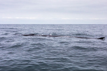 Fin whales swimming in the waters of the Pacific Ocean in front of Atacama Desert at Chile, a nice place for Whale Watching and marine sea life on a wild environment, an amazing place to enjoy nature