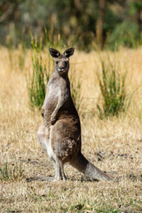 Grey kangaroo © Ilya Postnikov