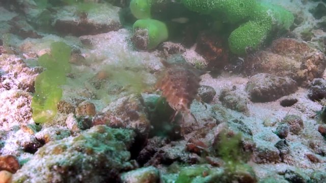 Crayfish in green sea goo slime Spirogyra and Stigeoclonium underwater Baikal.