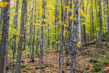 New England Fall Colors