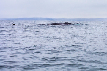 Fin whales swimming in the waters of the Pacific Ocean in front of Atacama Desert at Chile, a nice place for Whale Watching and marine sea life on a wild environment, an amazing place to enjoy nature