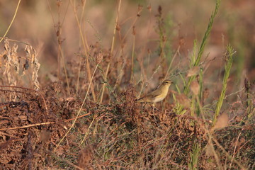Small bird