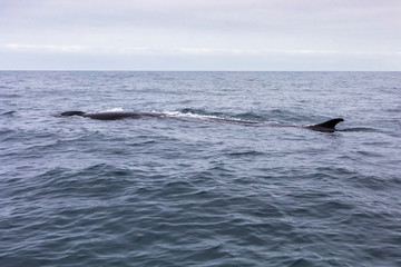 Fin whales swimming in the waters of the Pacific Ocean in front of Atacama Desert at Chile, a nice place for Whale Watching and marine sea life on a wild environment, an amazing place to enjoy nature