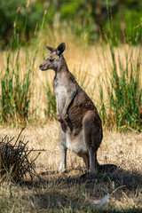 Grey kangaroo © Ilya Postnikov