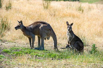 Grey kangaroo © Ilya Postnikov