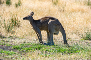 Grey kangaroo © Ilya Postnikov