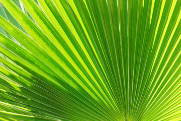 Obraz premium Tropical palm leaf background