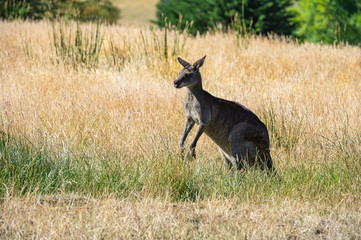 Grey kangaroo
