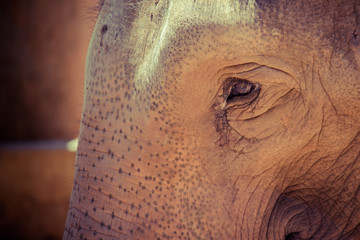 Fototapeta premium Portrait of an elephant