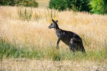 Grey kangaroo © Ilya Postnikov