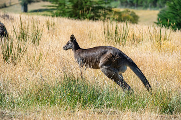 Grey kangaroo © Ilya Postnikov
