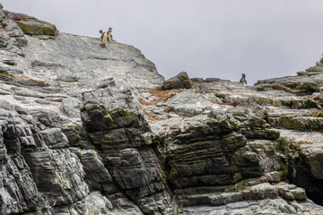 A group of Humboldt penguins going down in the rocks for fishing at Chanaral Island an incredible an amazing wildlife environment inside Chilean national parks where enjoy nature and aquatic wildlife © abriendomundo