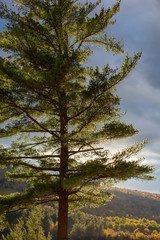 Obraz premium New England Fall Colors