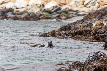 Chanaral Island at Chanaral de Aceituno in Atacama Desert, Chile, is an amazing place for seeing wildlife like sealions and whales