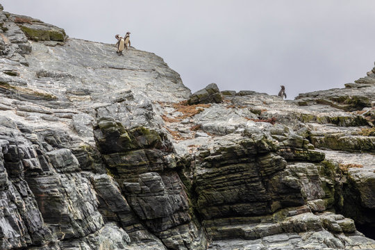 A group of Humboldt penguins going down in the rocks for fishing at Chanaral Island an incredible an amazing wildlife environment inside Chilean national parks where enjoy nature and aquatic wildlife