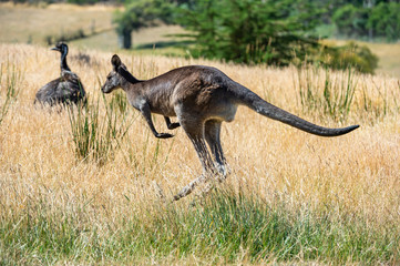 Grey kangaroo © Ilya Postnikov