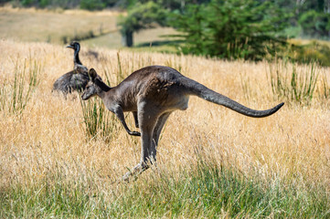 Grey kangaroo © Ilya Postnikov
