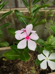 A white and pale pink flowers of roseus growing in the garden. Two species of Catharanthus roseus in the pot. Flowering plants in Thailand. Flowers of Asia. 