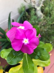 Group of bright pink flowers of Catharanthus roseus growing in the pot in the garden. Decorative flowering plants of Thailand. Ornamental plant of Asia. Flowers for a herbal medicine.