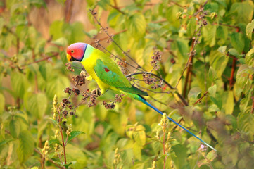 colorful bird on a branch